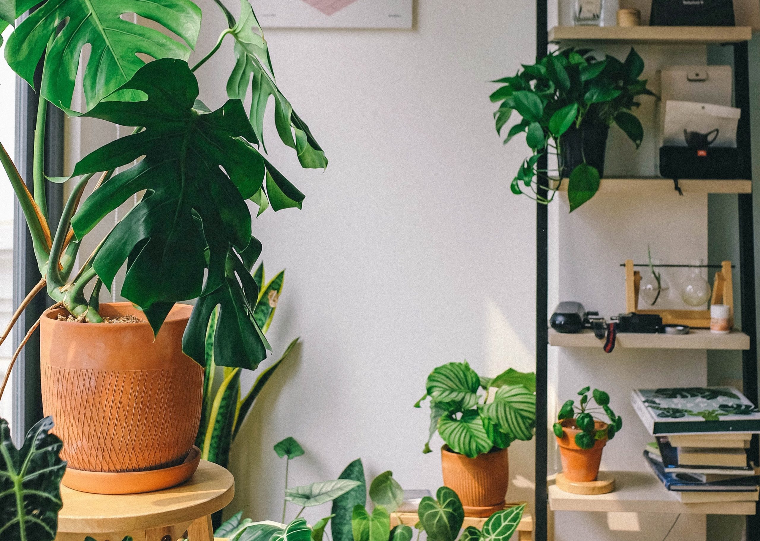 various plants on shelves in a bright room